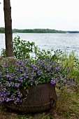 Purple flowers in rusty iron planter; open lake landscape in background