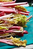 Fresh Rhubarb 