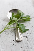 A silver spoon and flat-leaf parsley