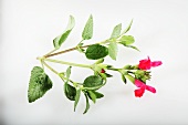 Redcurrant sage (Salvia ovrahamis)