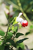 Baby sage (Salvia microphylla)