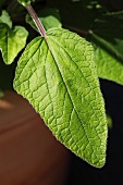 Gentian sage (Salvia patens)