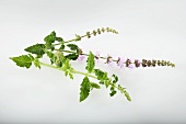 Strawberry mint (Mentha species)