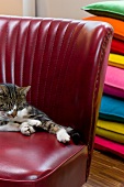 Cat on red, 50s leather chair in front of stacked cushions of various colours