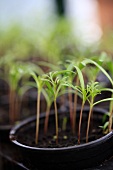 Young cosmos seedlings in black plant pots