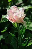 Splendid variegated pink and white peony
