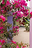 Pink bougainvillea in courtyard of mexican boutique hotel Hotelito