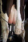 A cow attached to a milking machine (Sao Jorge, Azores)