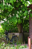 Bicycle leaning against a wooden fence under a blooming chestnut tree