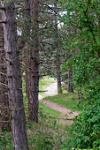 Schmaler Waldweg