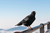 Bird sitting on the railing of a viewing platform in the mountains
