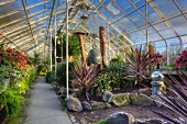 Künstlich angelegter Garten mit tropischen Pflanzen im Gewächshaus (Volunteer Park Conservatory, Seattle)