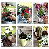 Potting up assorted plants in plant pots