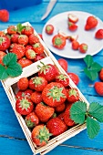 Frisch geerntete Erdbeeren