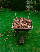 A wheelbarrow full of dry leaves