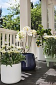 White and yellow flowering potted plants on veranda