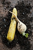 A yellow carrot (Pfälzer Lobbericher) and a turnip