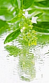 Wet basil with flowers