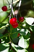 Sour cherries on branch
