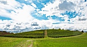 A barbera vineyard near Bazzano