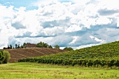 A vineyard in Emilia Romagna