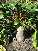 Beetroot in a vegetable patch