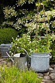 Plants in zinc container and watering can in summery garden
