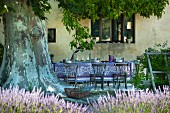 Romantischer Sitzplatz im Schatten einer mächtigen Platane und blühender Lavendel im Vordergrund