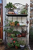 Metal, flower display stand with plant pots and decorative objects