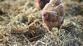 Chickens in straw