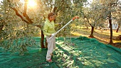 Frau bei der Olivenernte, Umbrien, Italien