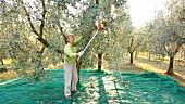 A woman harvesting olives, Umbria, Italy