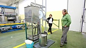 Cold-pressed olive oil flowing from the centrifuge, Umbria, Italy