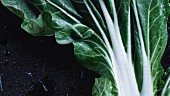 Pak choi with drops of water
