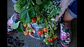 A strawberry plant in a pot being watered