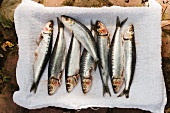 Fresh Sardines on a White Towel; From Above