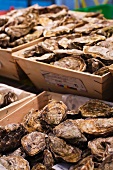 Fresh oysters at a market