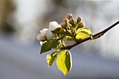 Pear flowers and buds on a twig (close-up)