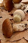 Porcini mushrooms and a brush on autumnal leaves