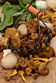 King trumpet mushrooms and chanterelle mushrooms, some in a basket