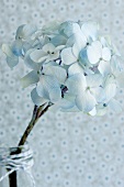 Spray of hydrangea