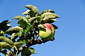 Apfel am Zweig