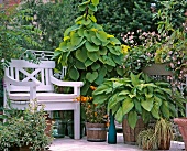 Flowering summer balcony with large pot of hostas