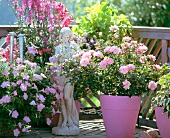 Statuette of woman amongst pink-flowering potted plants