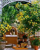 Trellis and yellow flowering potted plants on balcony