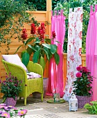 Balcony with wicker armchair, curtains, dahlias, climbing roses and amaranth