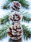 Christmas arrangement of fir branches and fir cones