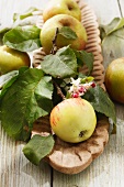 An arrangement of apples with blossoms