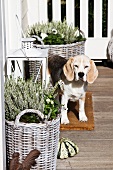 Autumnal terrace decoration and dog