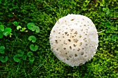 An amanita strobiliformis mushroom